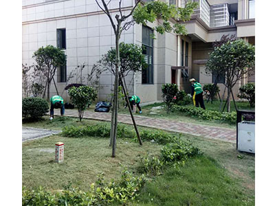 園林養(yǎng)護(hù)案例