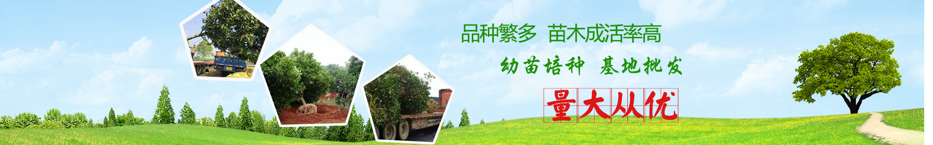 長沙市亮宇園林綠化工程有限公司_長沙園林養(yǎng)護(hù)|長沙大樹移植|小型樹種及花草哪里的好 長沙市亮宇園林綠化工程有限公司_長沙園林養(yǎng)護(hù)|長沙大樹移植|小型樹種及花草哪里的好